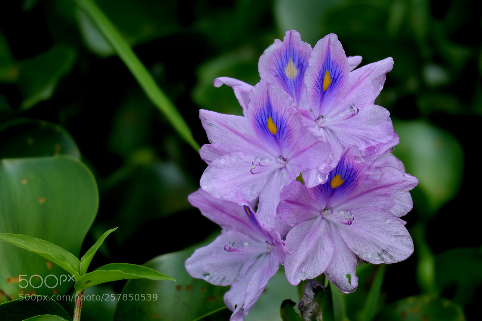 Canon EOS M5 sample photo. Untitled photography
