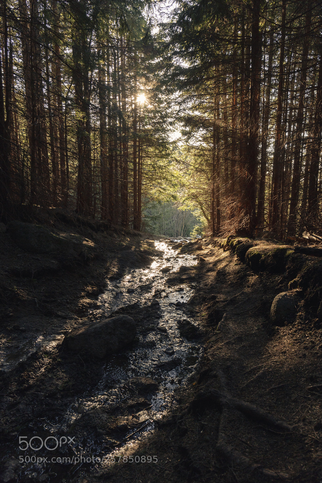 Canon EOS 6D sample photo. Serenity in the woods photography