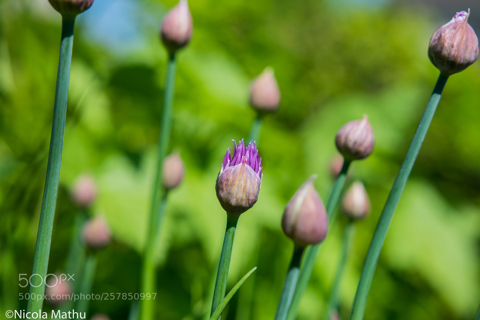 Nikon D5300 sample photo. Bieslook photography