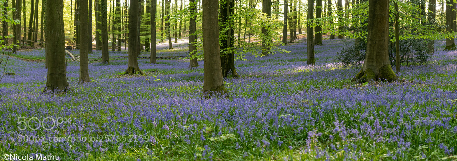 Nikon D5300 sample photo. Hyacinten in het bos photography