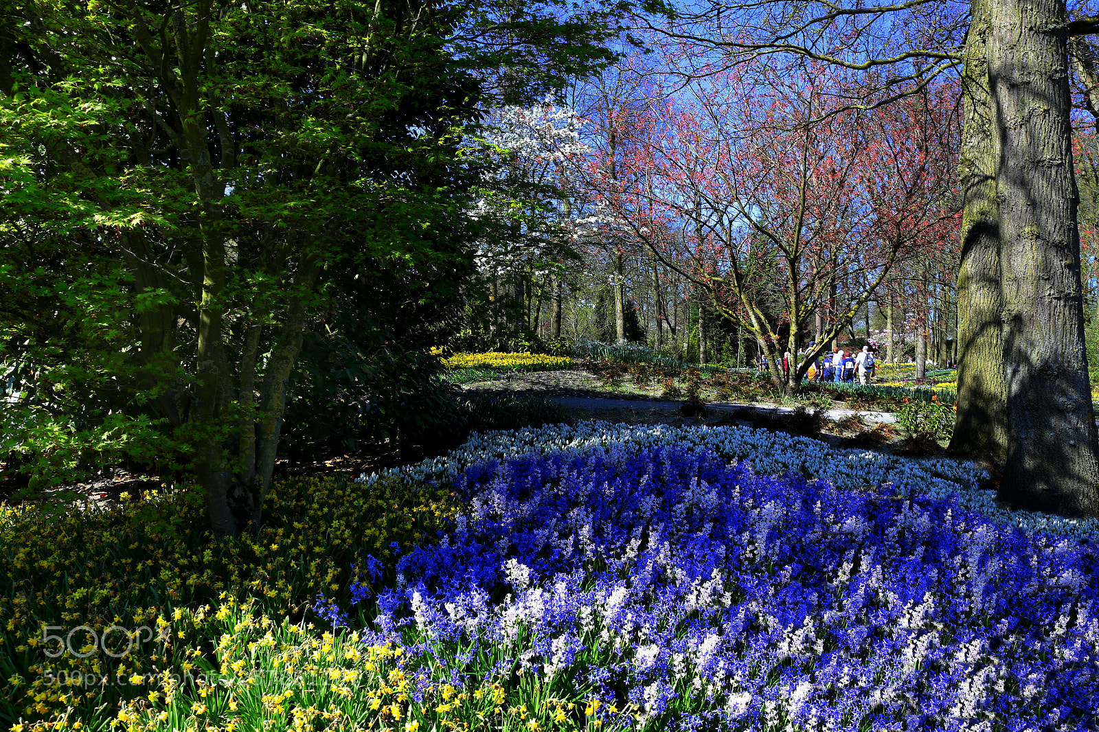Canon EF 24-70mm F4L IS USM sample photo. Keukenhof photography