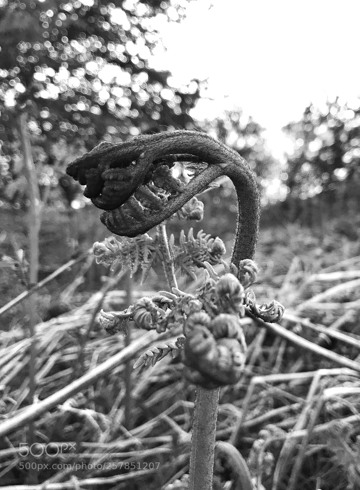 Apple iPhone 7 sample photo. Alien fern photography
