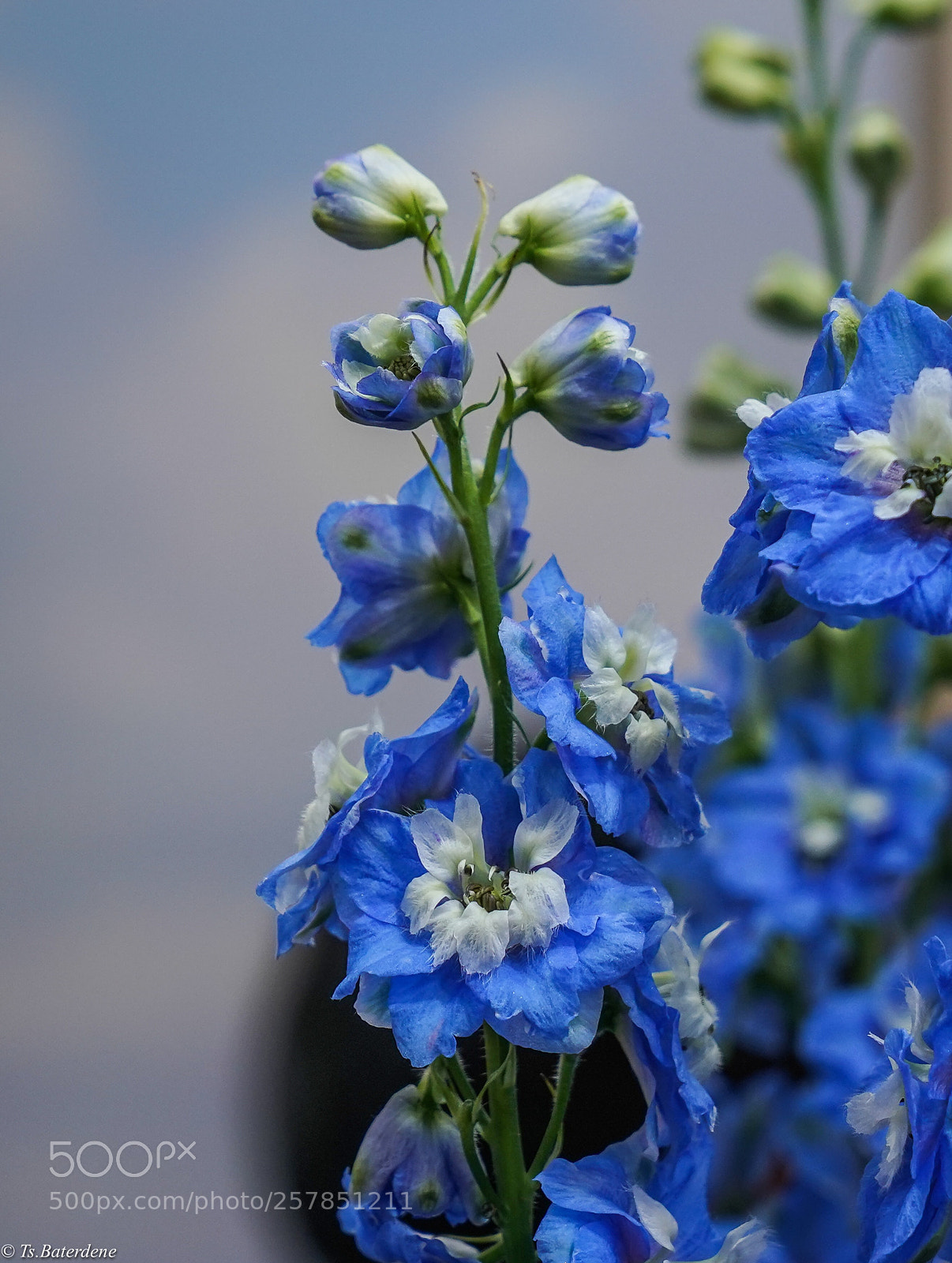 Sony a7R III sample photo. Blue kindness photography