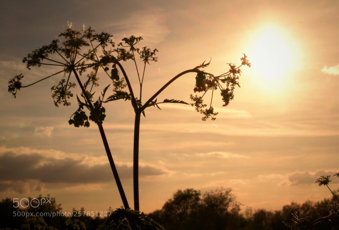 Nikon D5600 sample photo. Up to the sky photography