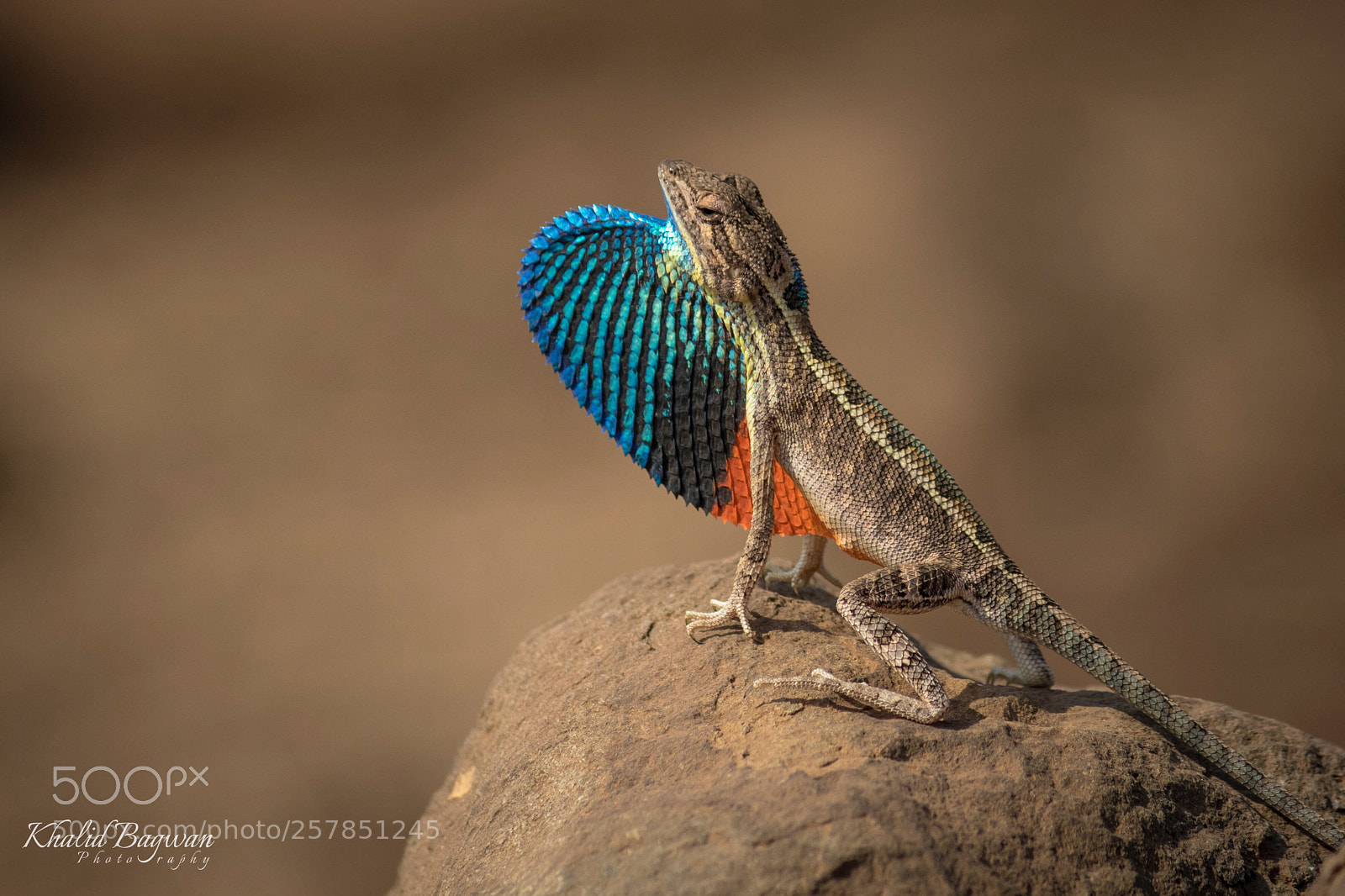 Canon EOS 7D Mark II sample photo. Fan-throated lizard photography