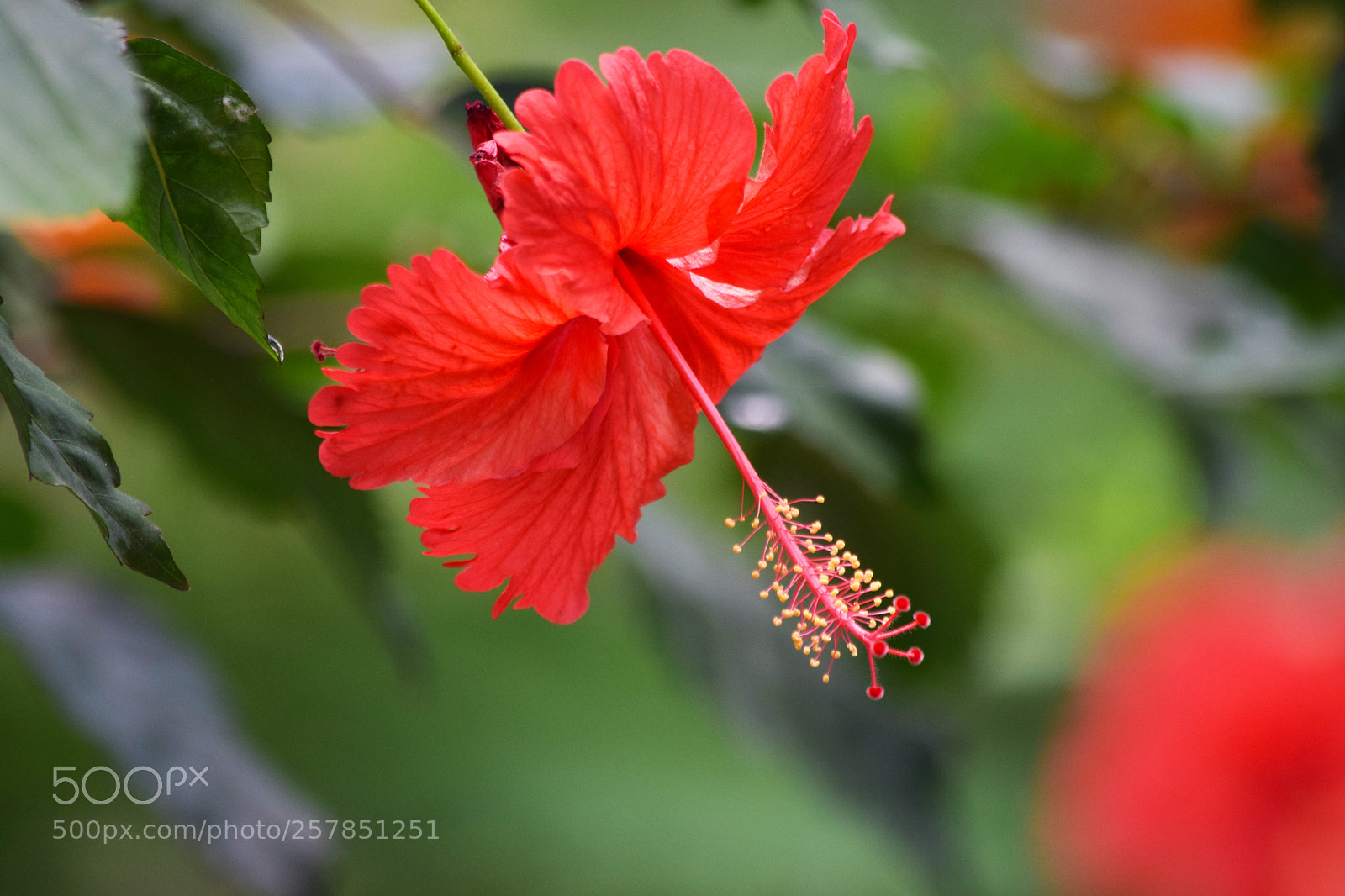 Nikon D5300 sample photo. Nature photography
