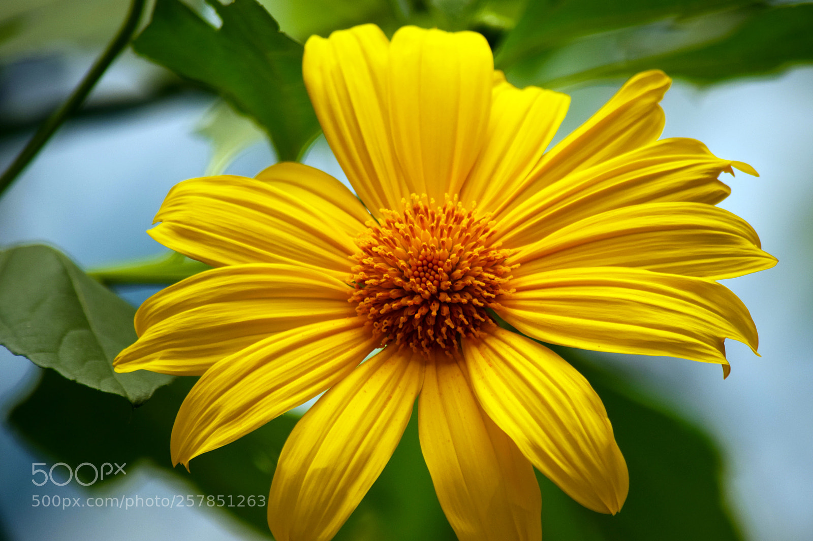 Nikon D5300 sample photo. Nature photography