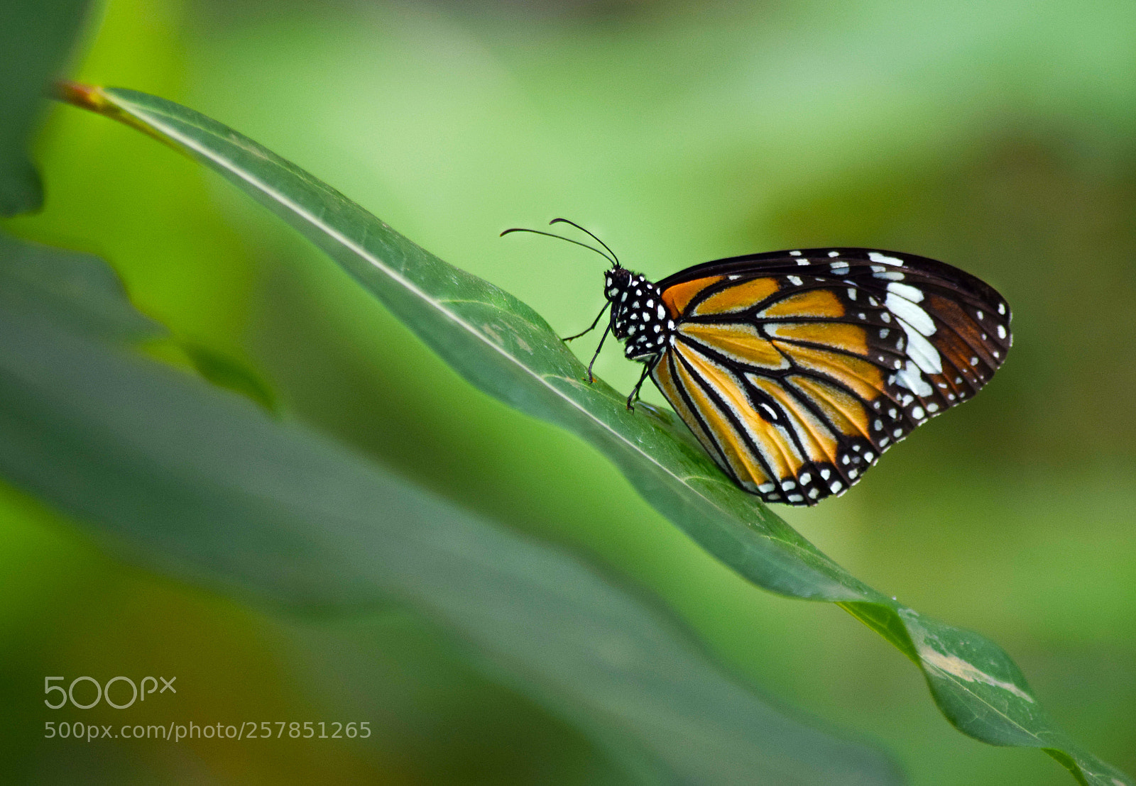 Nikon D5300 sample photo. Nature photography