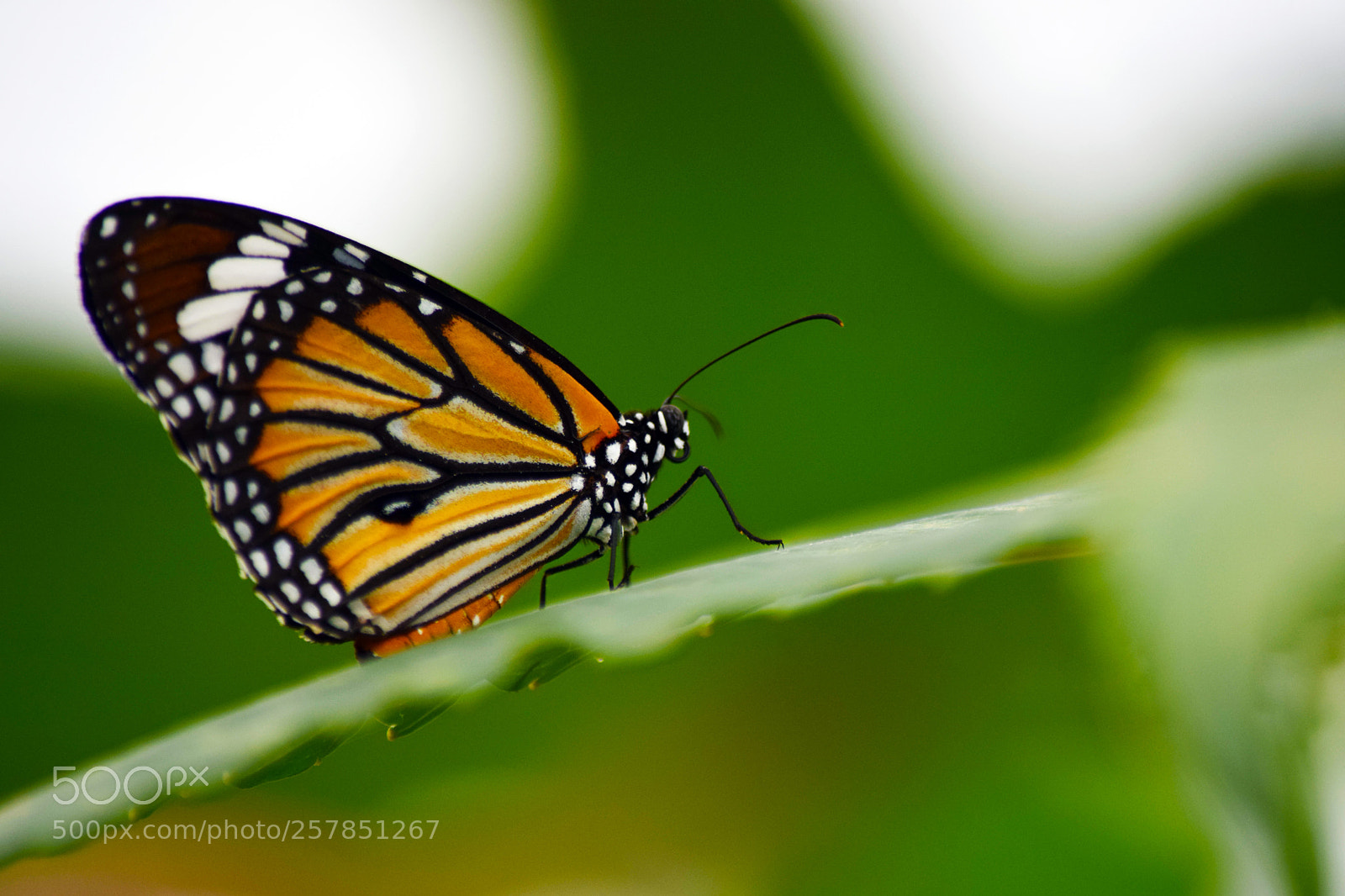 Nikon D5300 sample photo. Nature photography