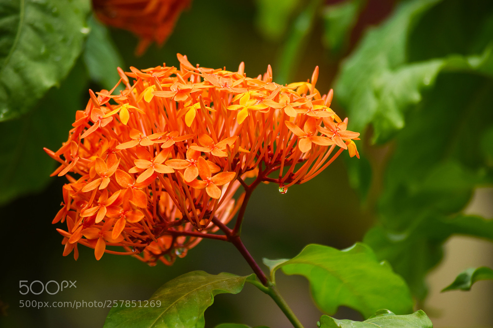 Nikon D5300 sample photo. Nature photography