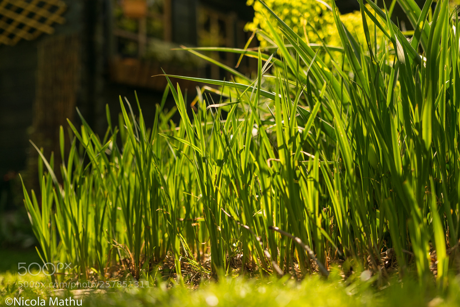 Nikon D5300 sample photo. Long gras photography