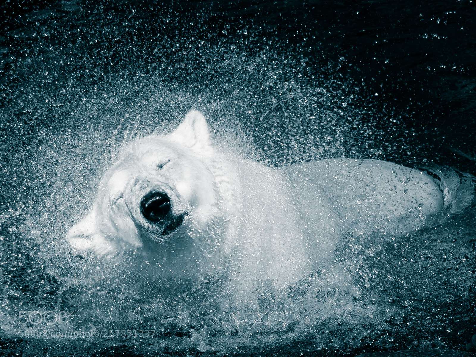 Canon EOS 6D Mark II sample photo. Icebear photography