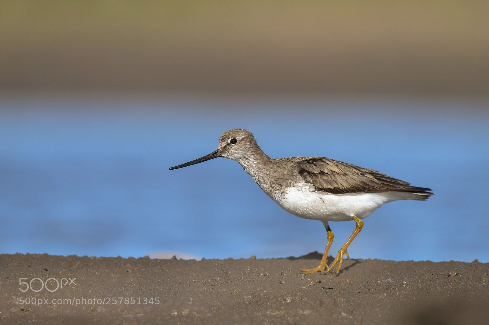 Nikon D850 sample photo. Terek sandpiper photography