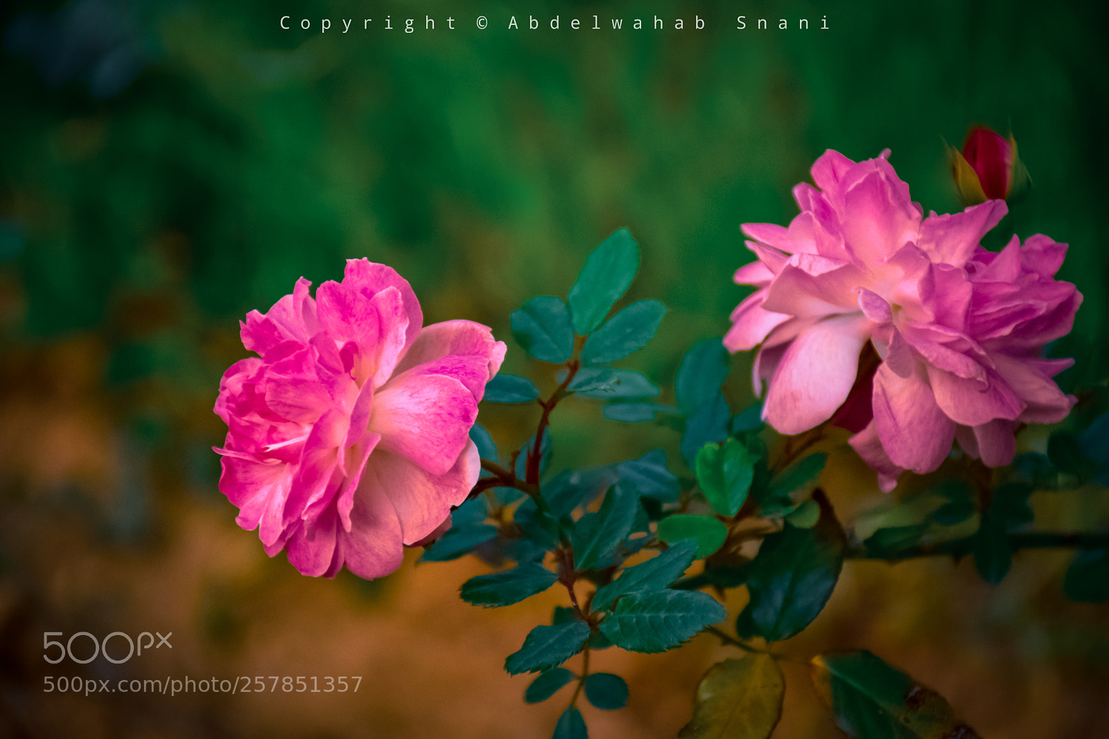Nikon D3300 sample photo. Flowers photography