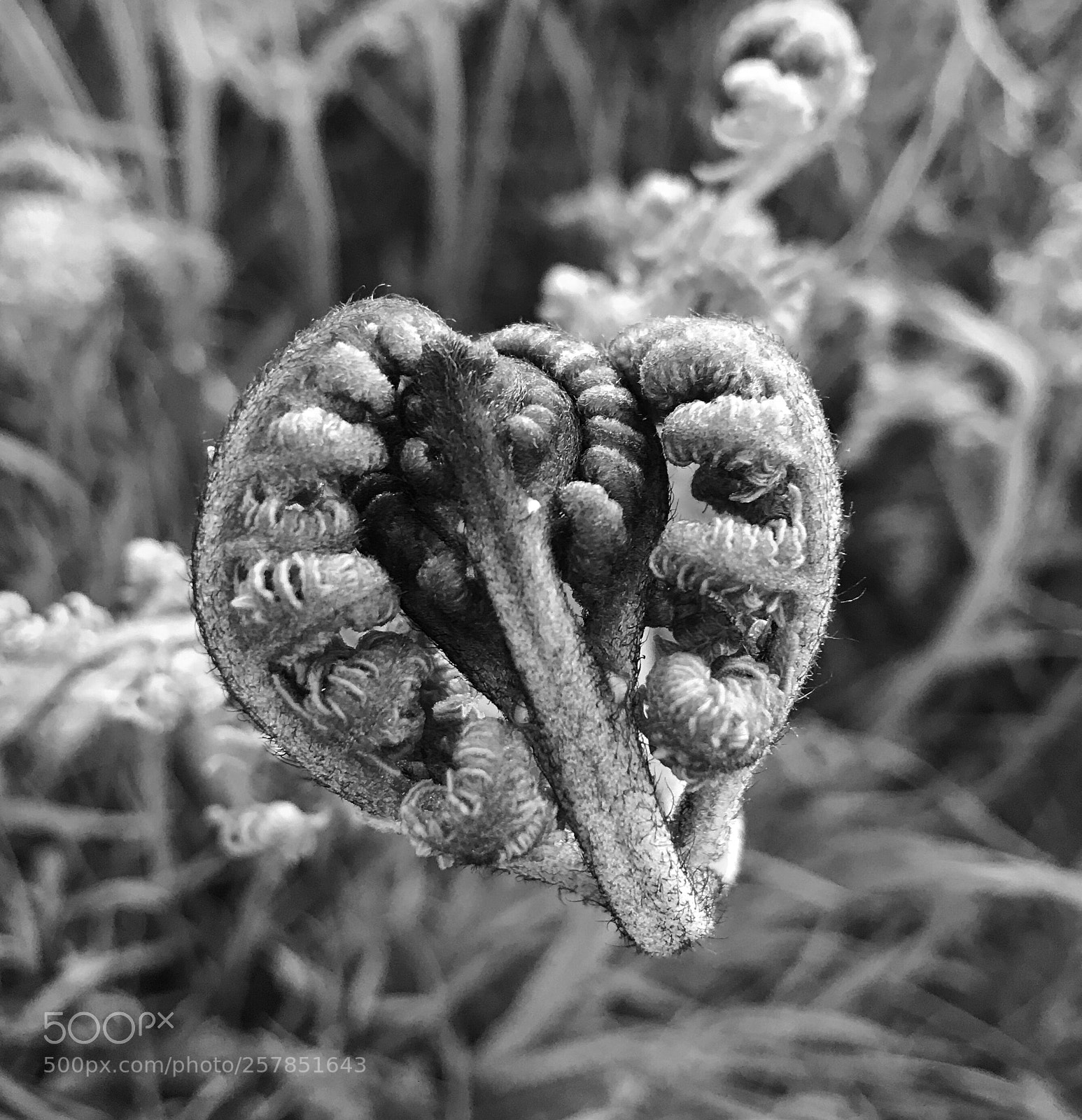 Apple iPhone 7 sample photo. New fern photography