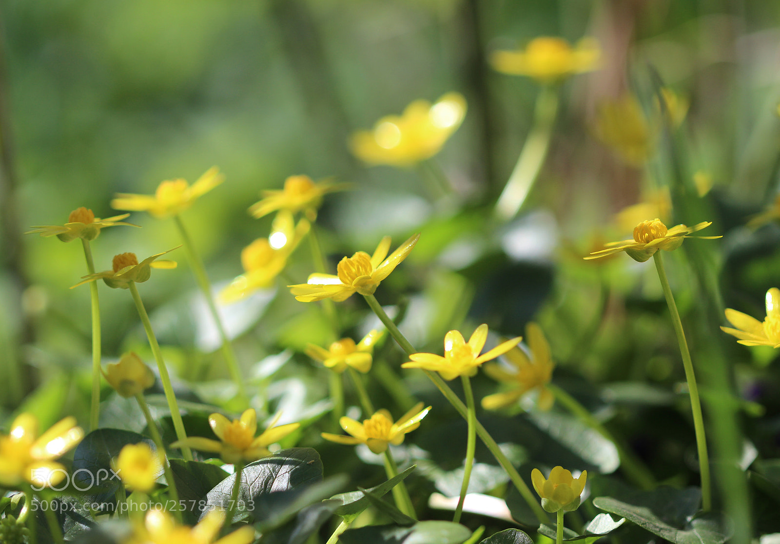 Canon EOS 600D (Rebel EOS T3i / EOS Kiss X5) sample photo. Yellow shine photography