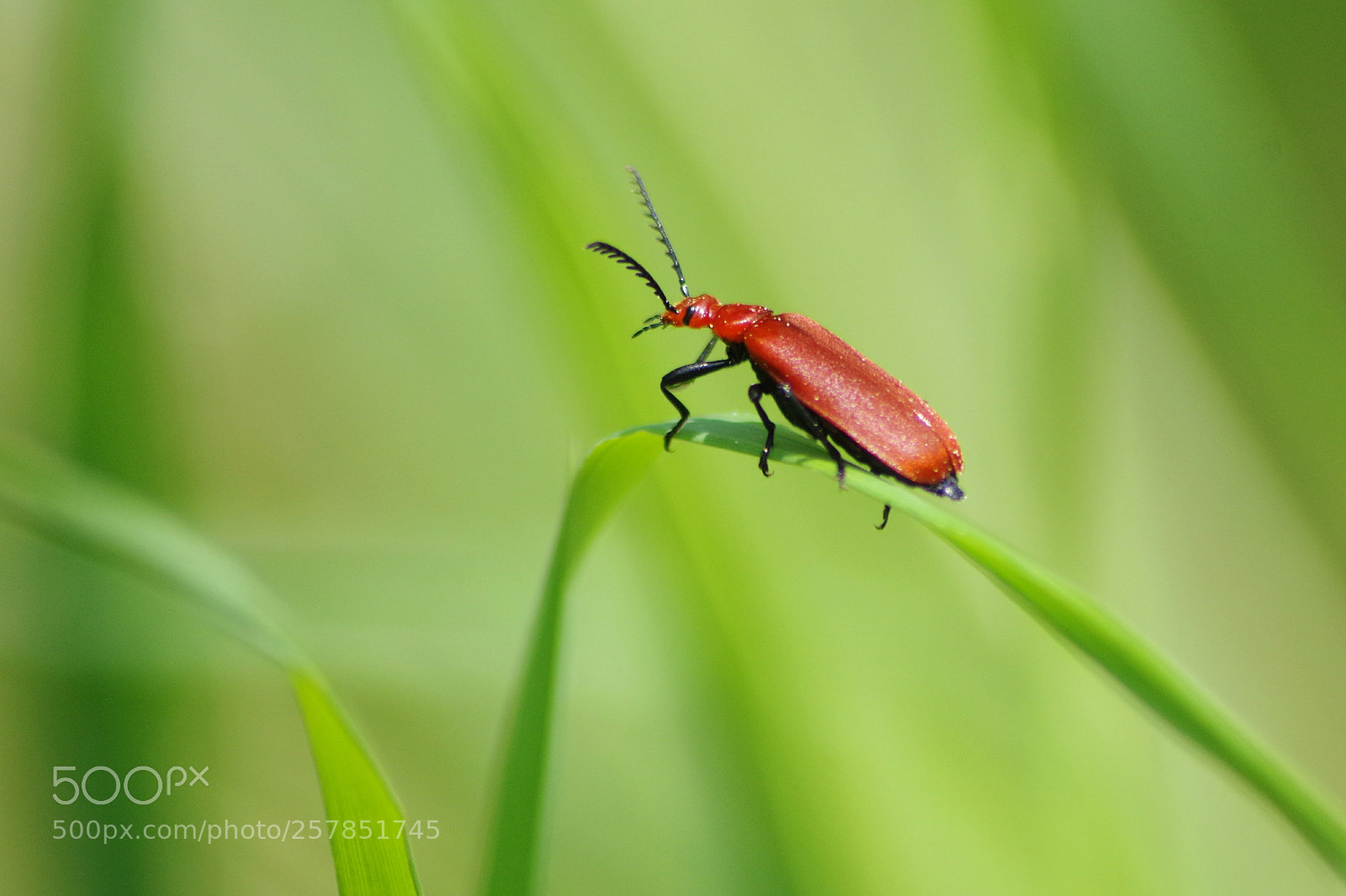 Pentax K-50 sample photo. Longhorn beetle photography