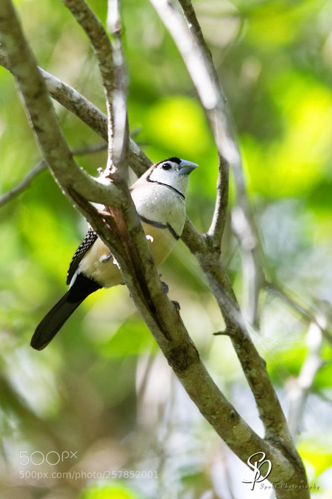 Nikon D500 sample photo. Double barred finch poephila photography