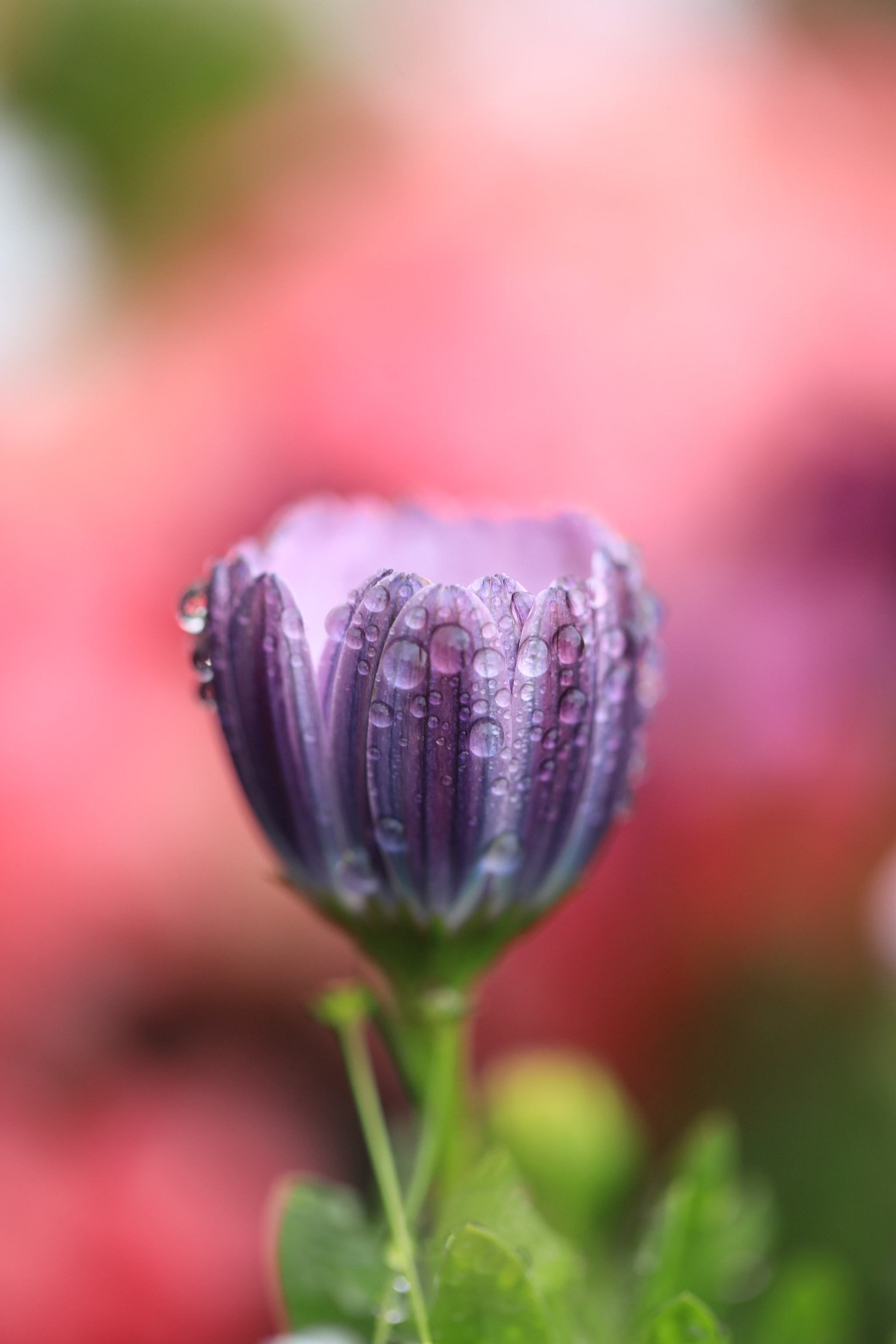 Canon EF 100mm F2.8L Macro IS USM sample photo. Dimorphotheca photography