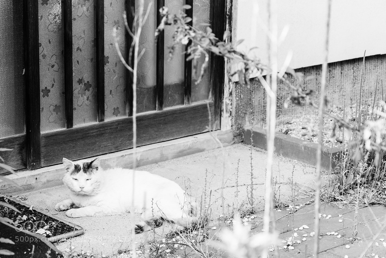 Sony a7S sample photo. Cat photography