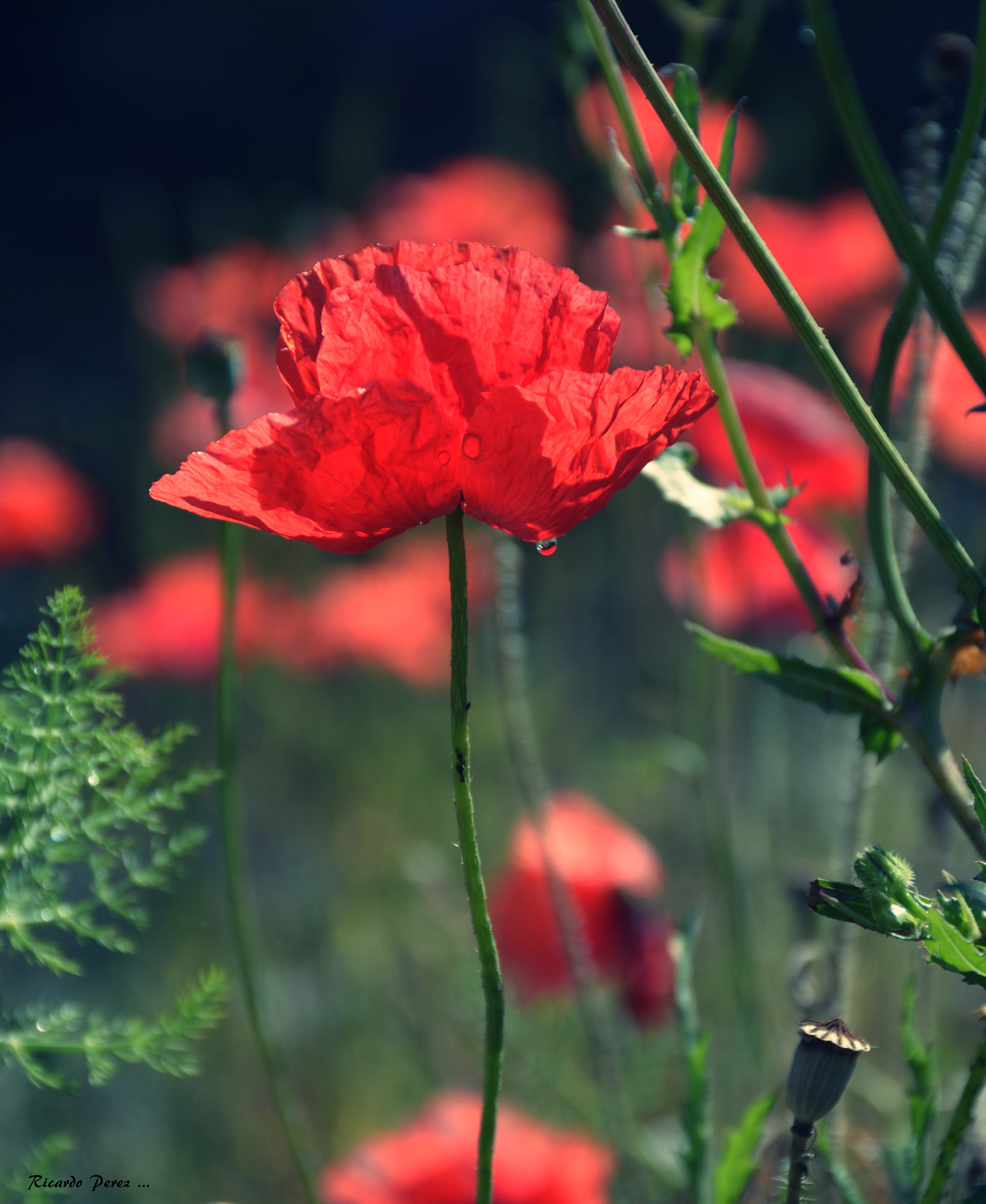 Nikon D7100 sample photo