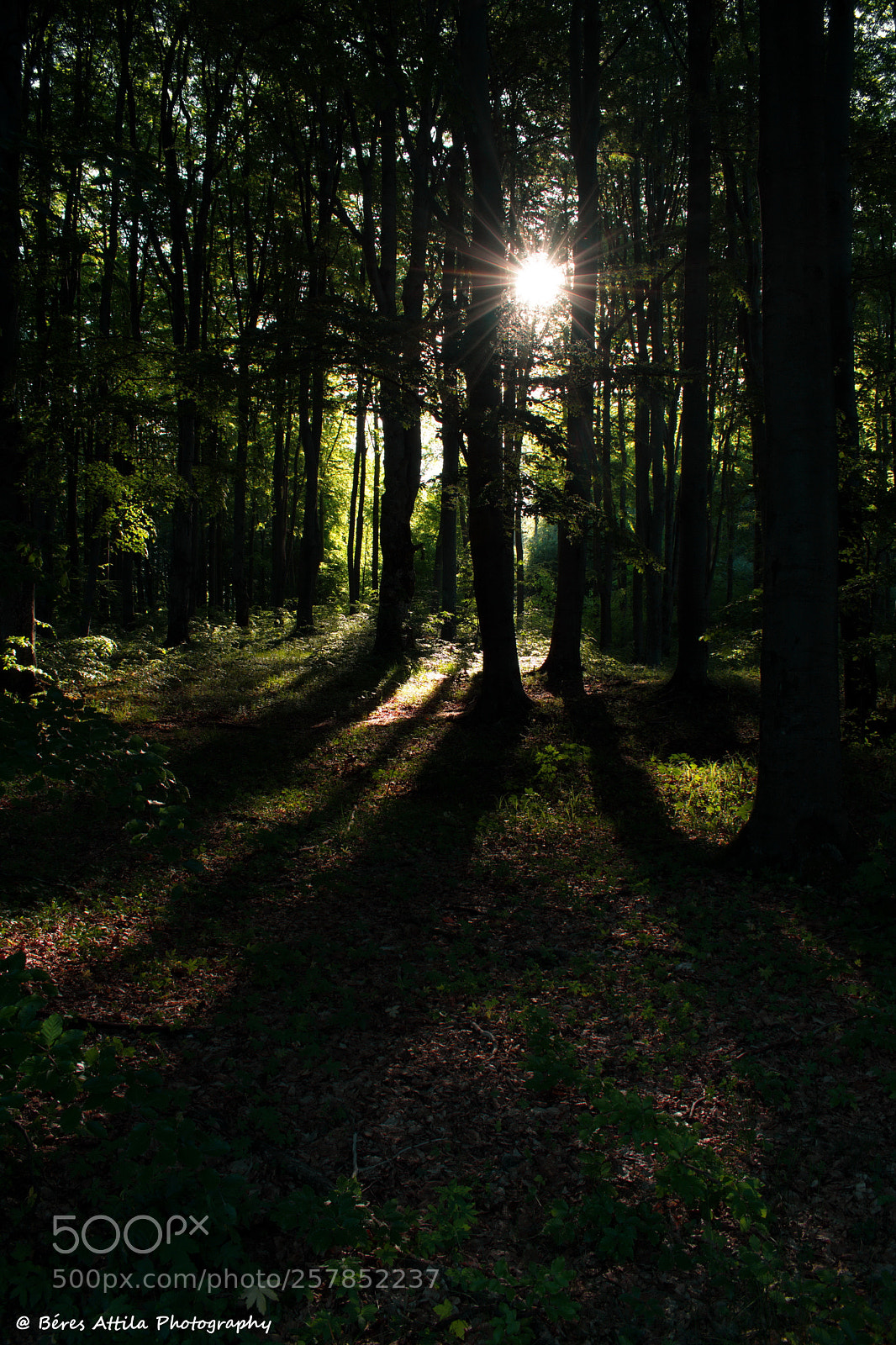 Nikon D3300 sample photo. Forest lights photography