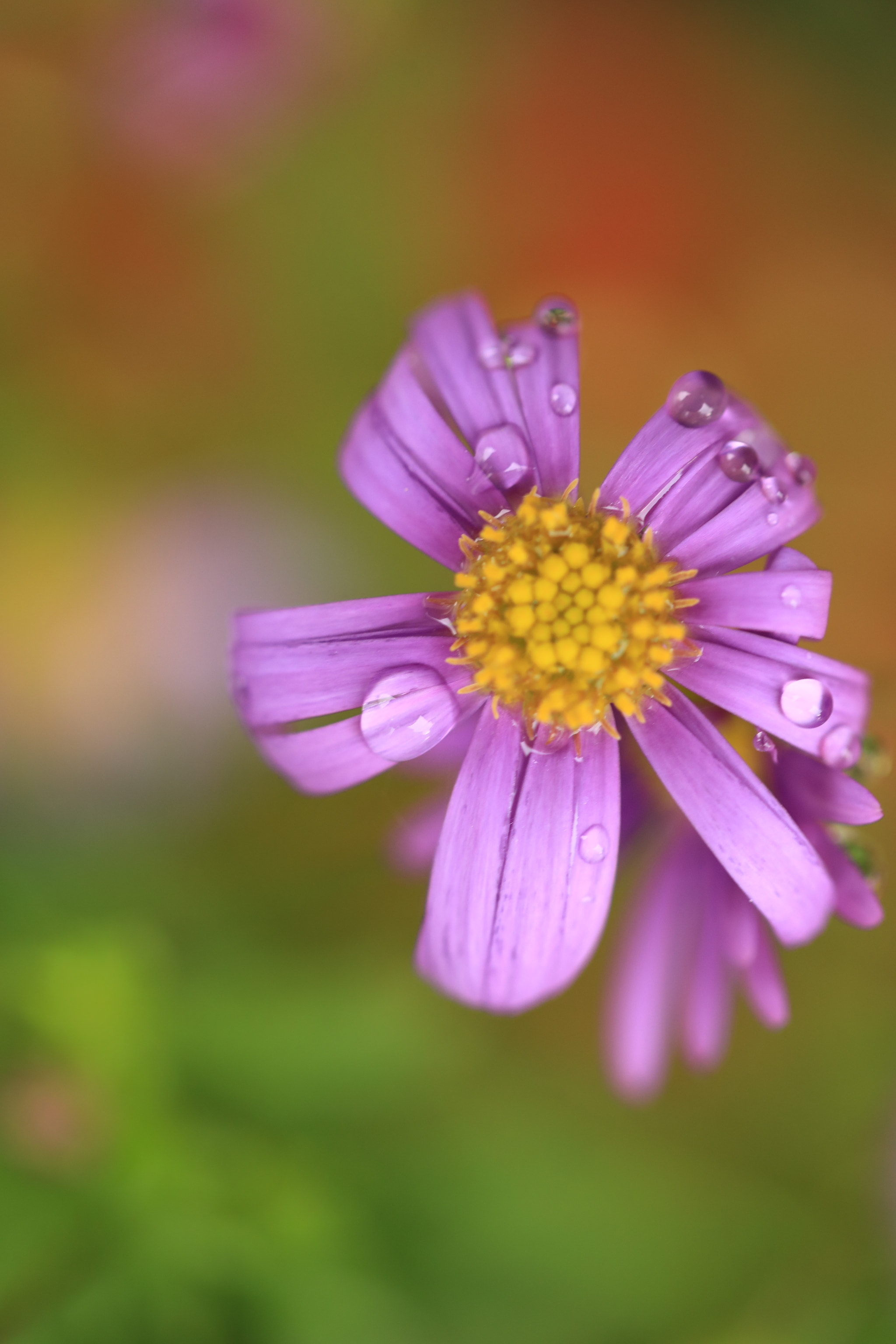 Canon EF 100mm F2.8L Macro IS USM sample photo. Blue daisy photography