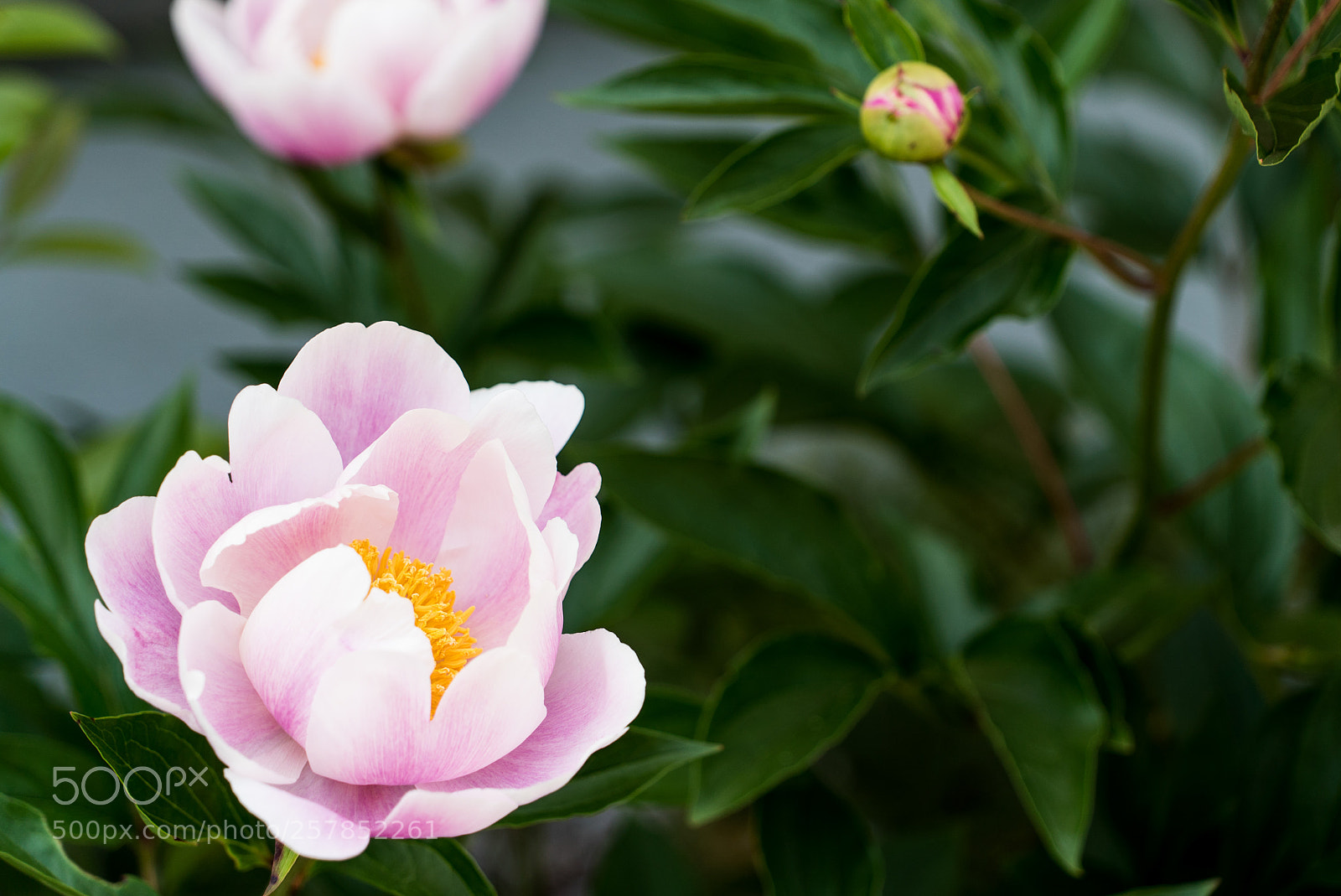 Sony a7S sample photo. Untitled photography