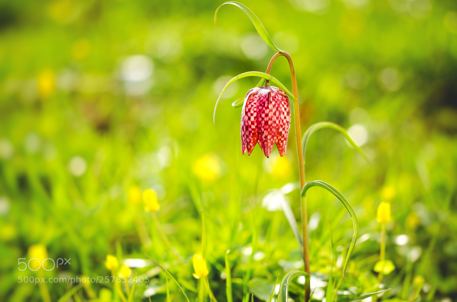 Nikon D7000 sample photo. Schachblume/fritillaria meleagris photography