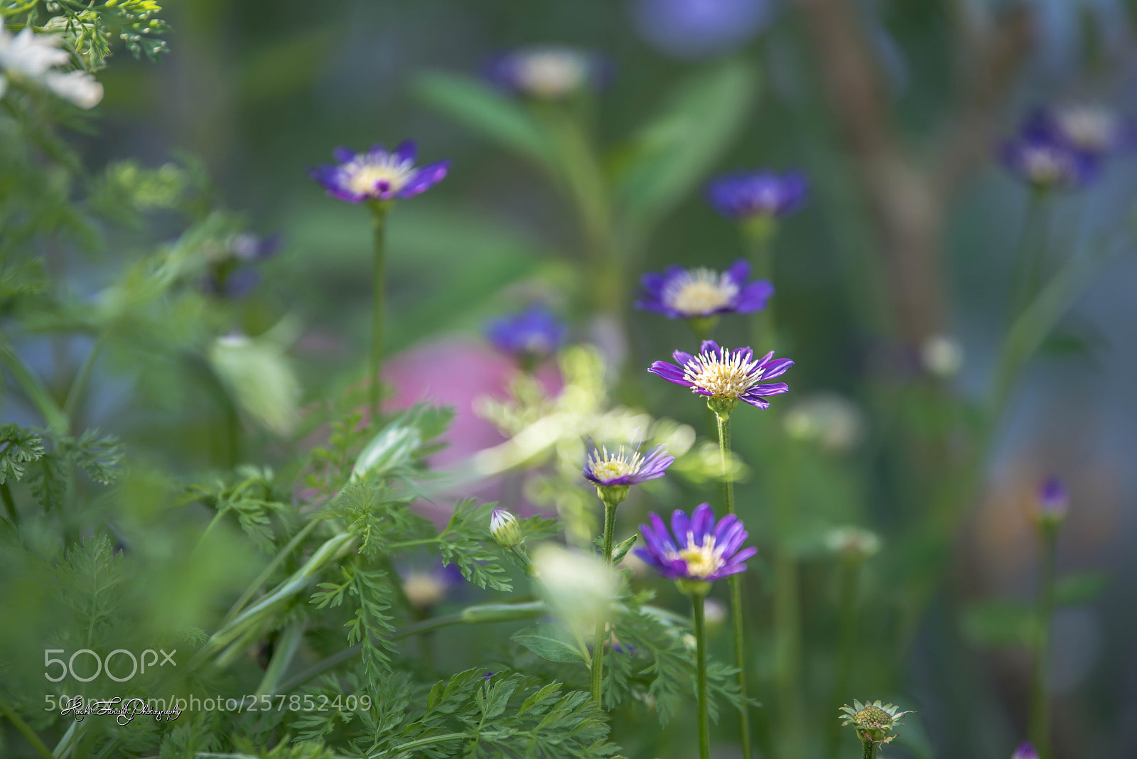 Nikon D810 sample photo. Flowers blooming in the photography