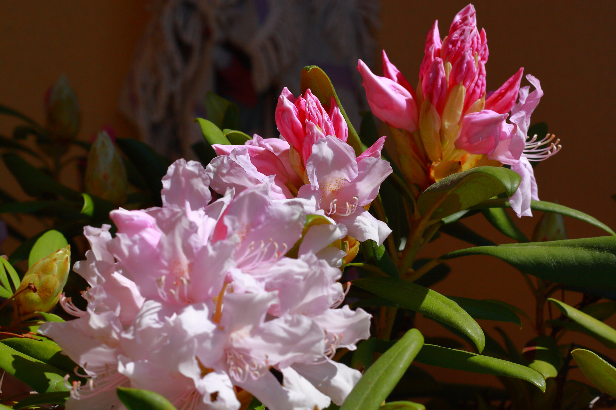 Canon EOS 1000D (EOS Digital Rebel XS / EOS Kiss F) + Canon EF 50mm F1.8 STM sample photo. Rhododendrons photography