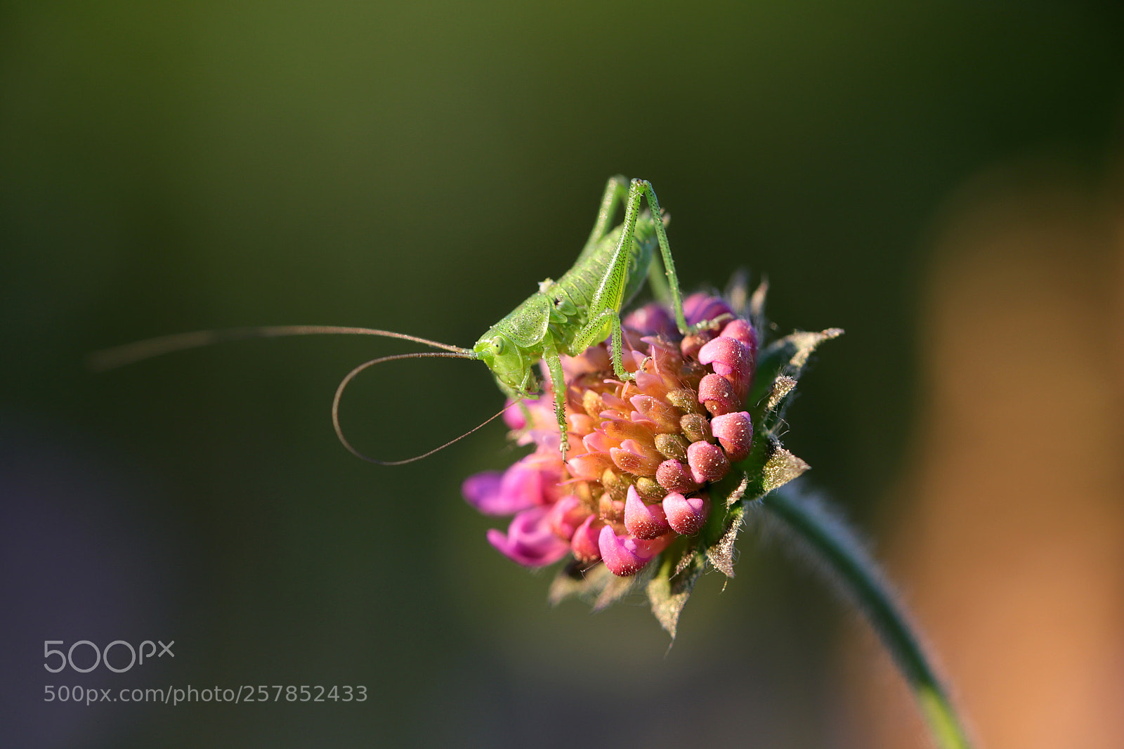 Canon EOS 6D Mark II sample photo. Grasshopper photography