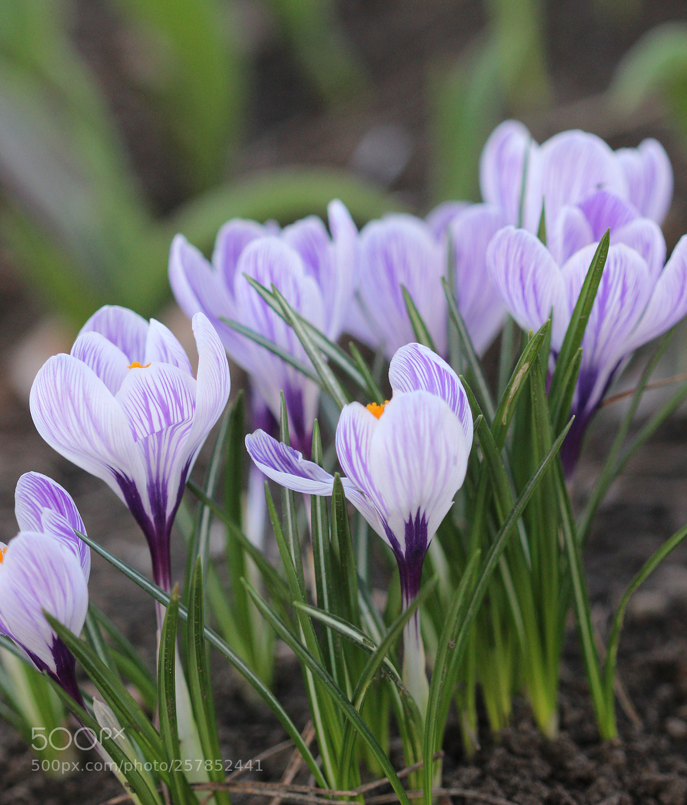 Canon EOS 600D (Rebel EOS T3i / EOS Kiss X5) sample photo. Purple crocus photography