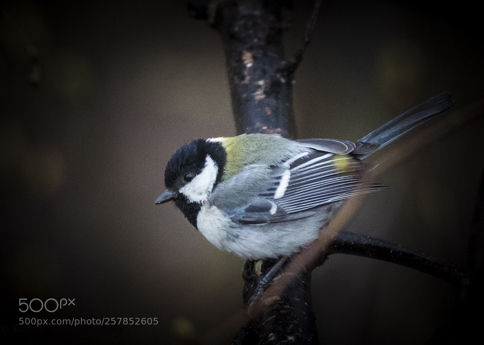 Canon EOS 7D Mark II sample photo. Great tit photography