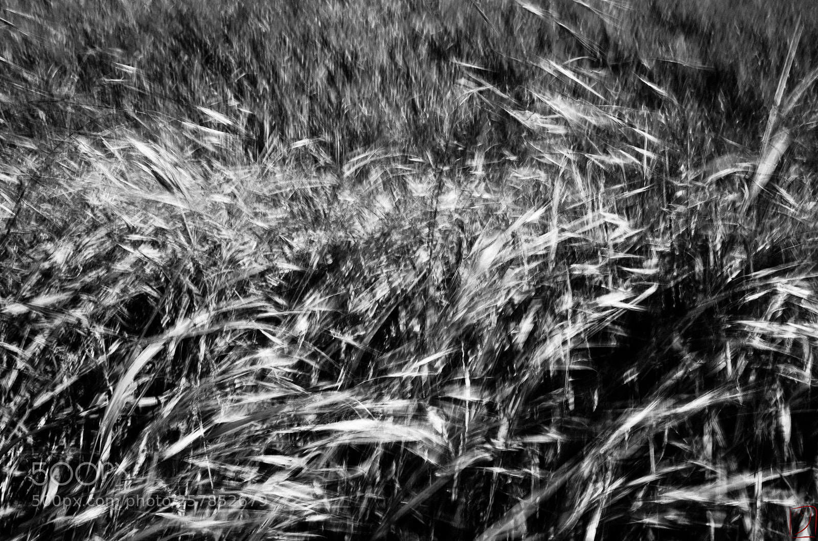 Ricoh GR II sample photo. Blés photography