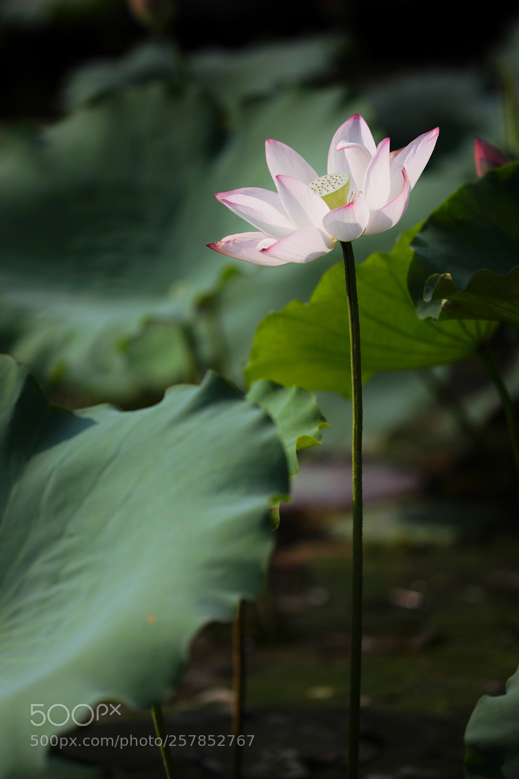 Canon EOS 5D Mark IV sample photo. Lotus photography