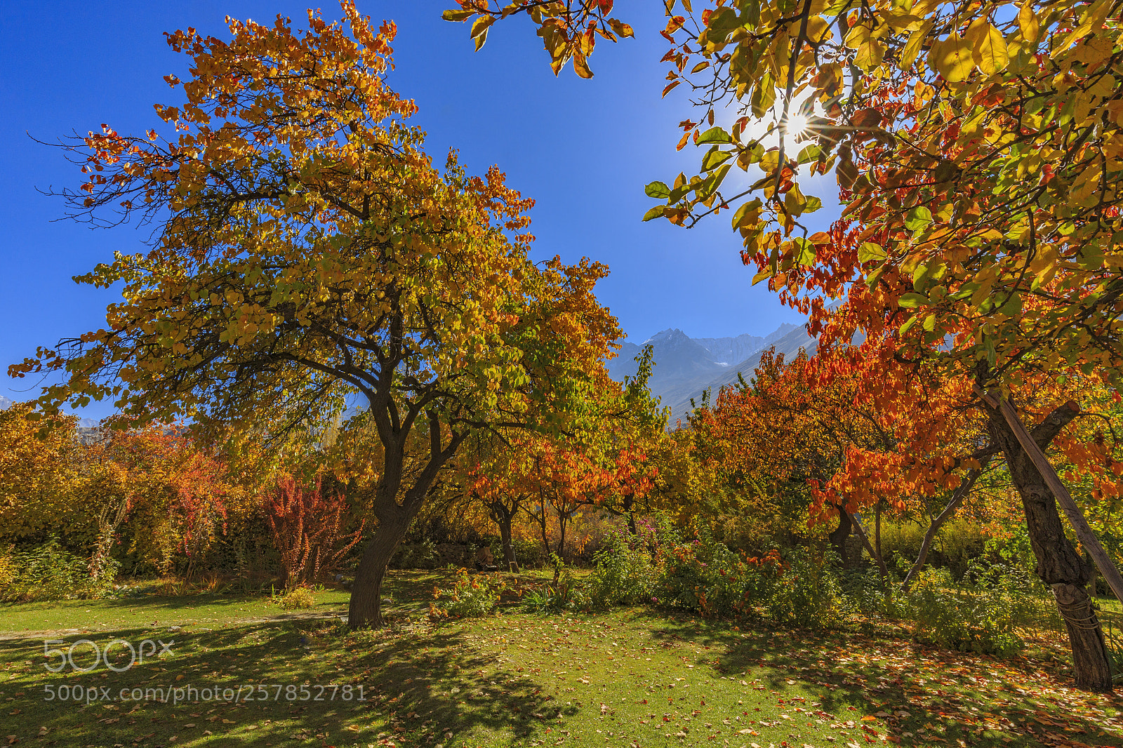 Canon EOS 6D sample photo. The royal garden photography