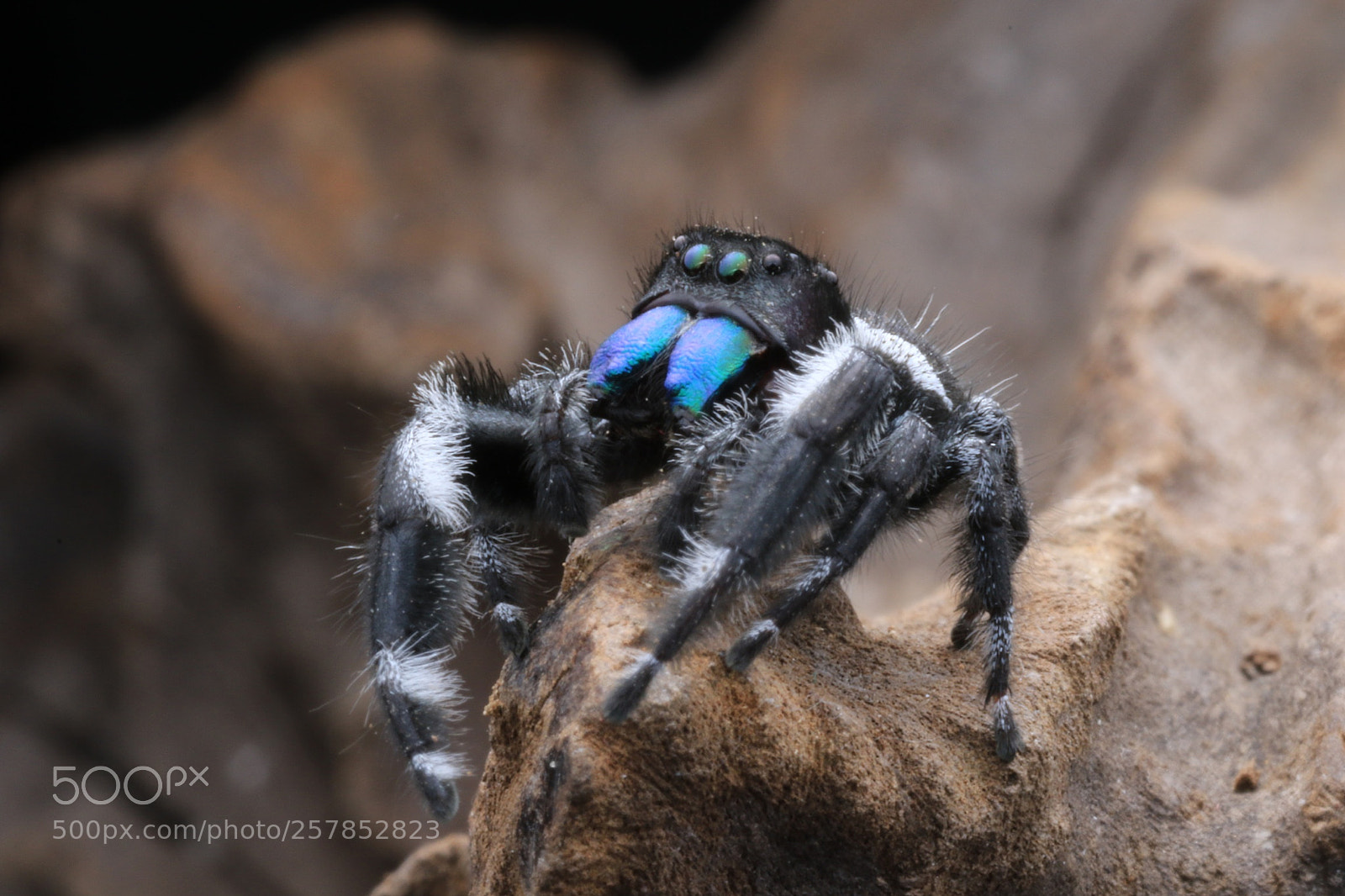 Canon EOS 7D Mark II sample photo. Spider photography