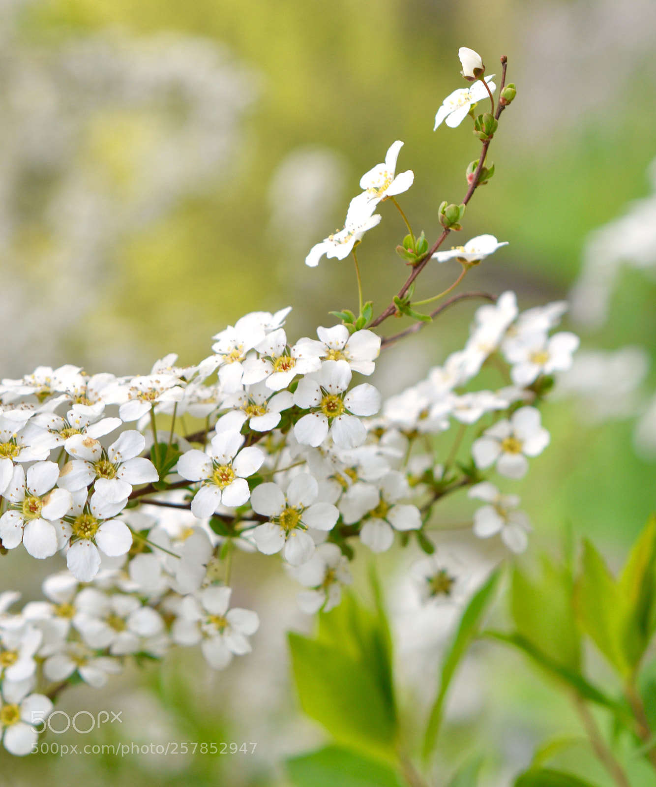 Nikon D3200 sample photo. ❀ spiraea thunbergii ❀ photography