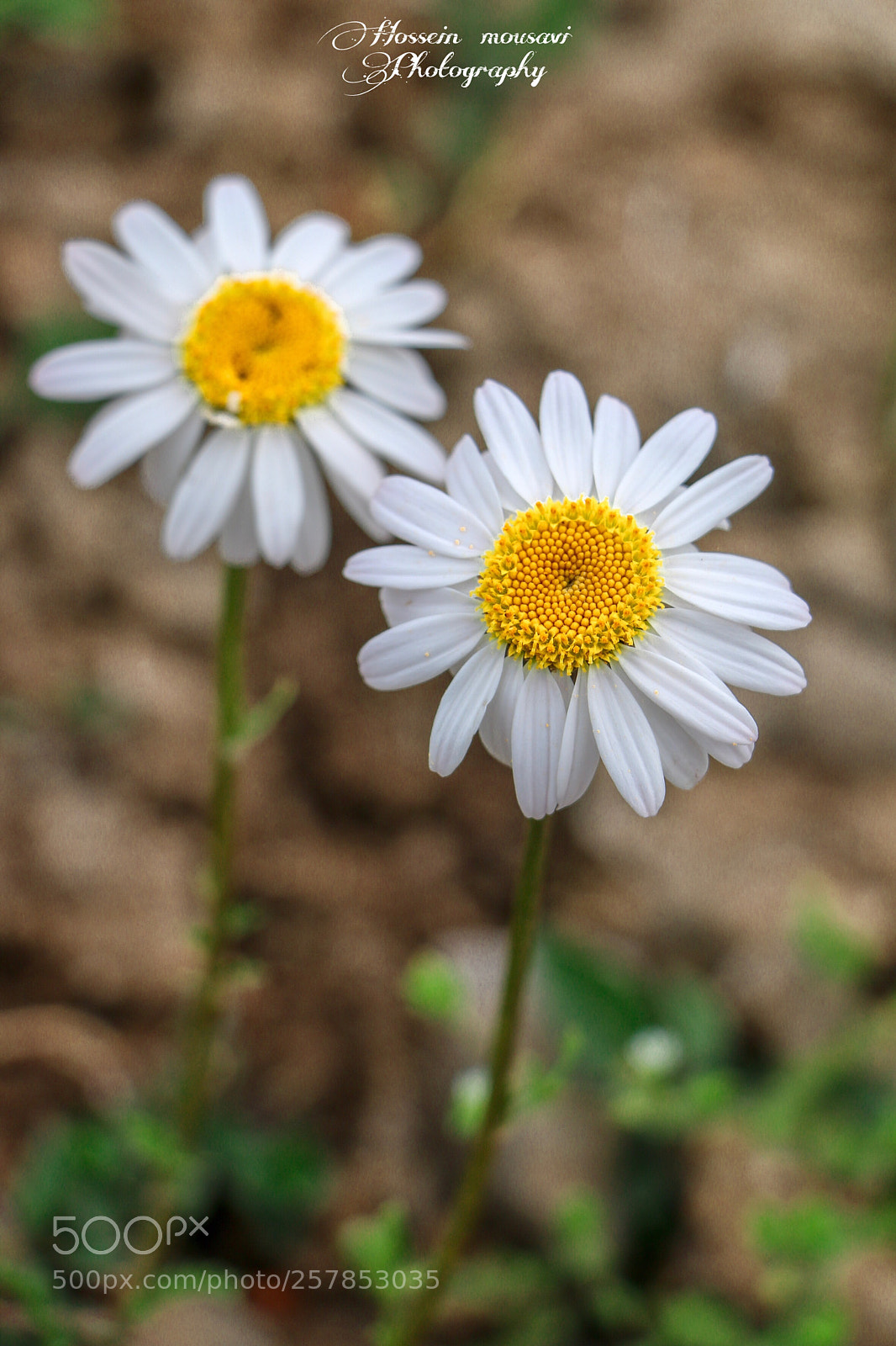 Canon EOS 70D sample photo. Untitled photography