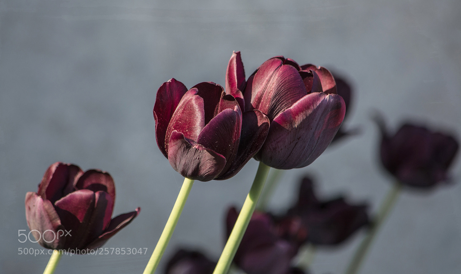 Nikon D7100 sample photo. Фиолетовые тюльпаны - шелкография звёзд и ветра... photography