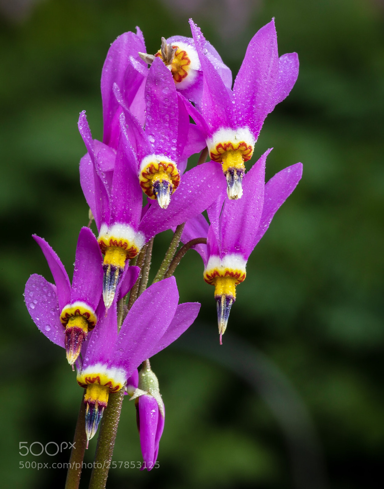 Canon EOS 5D Mark IV sample photo. Stars in the daylight photography
