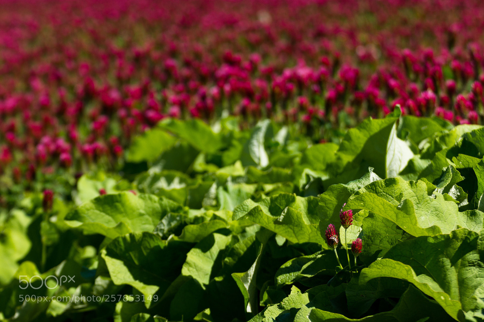 Nikon D7200 sample photo. Untitled photography
