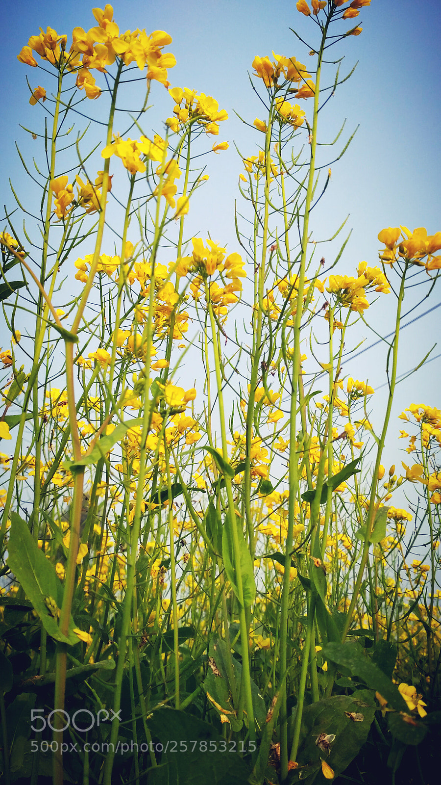 Xiaomi Redmi 3S sample photo. Untitled photography