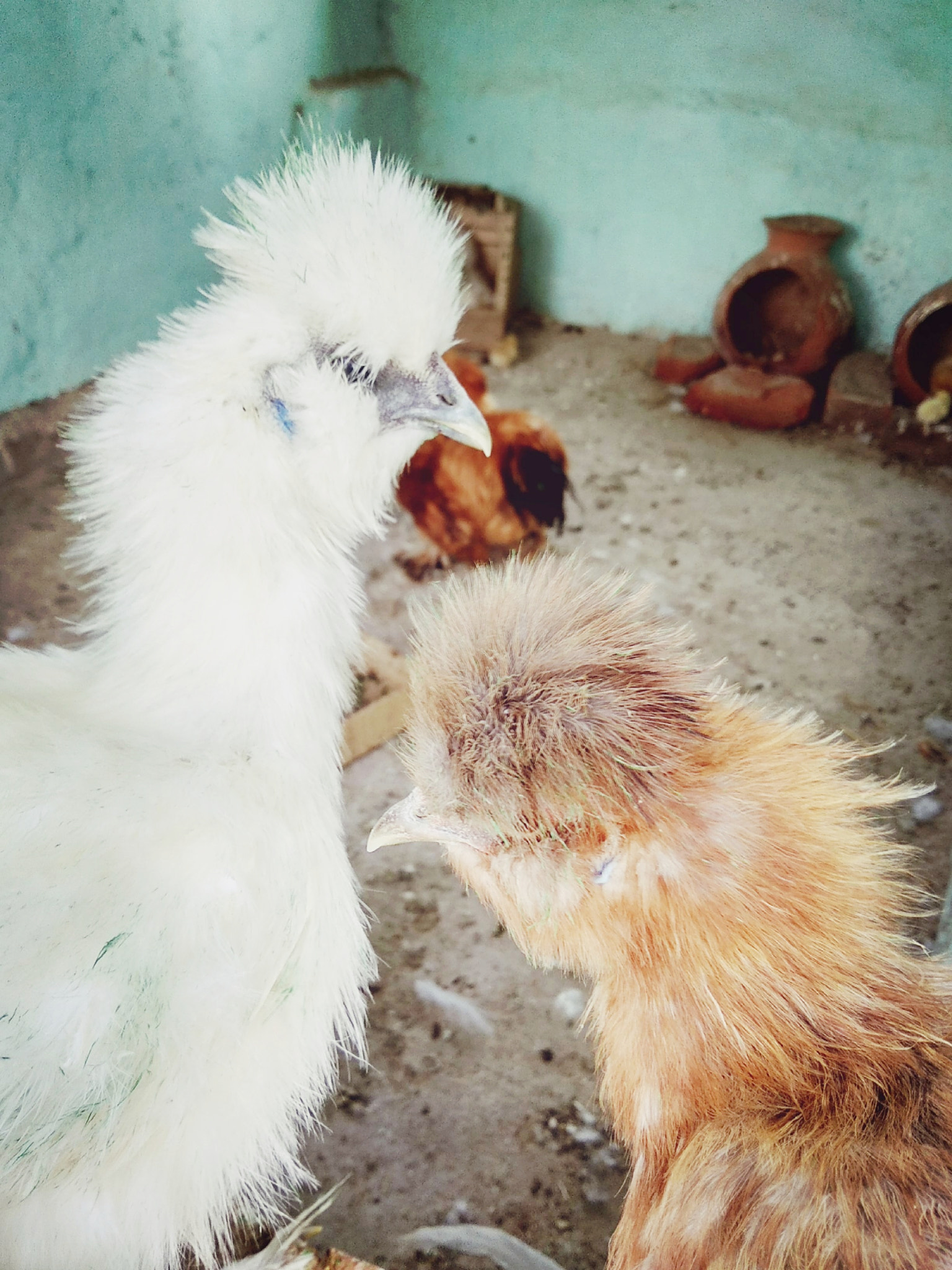 Xiaomi Redmi 5A sample photo. Chicken photography