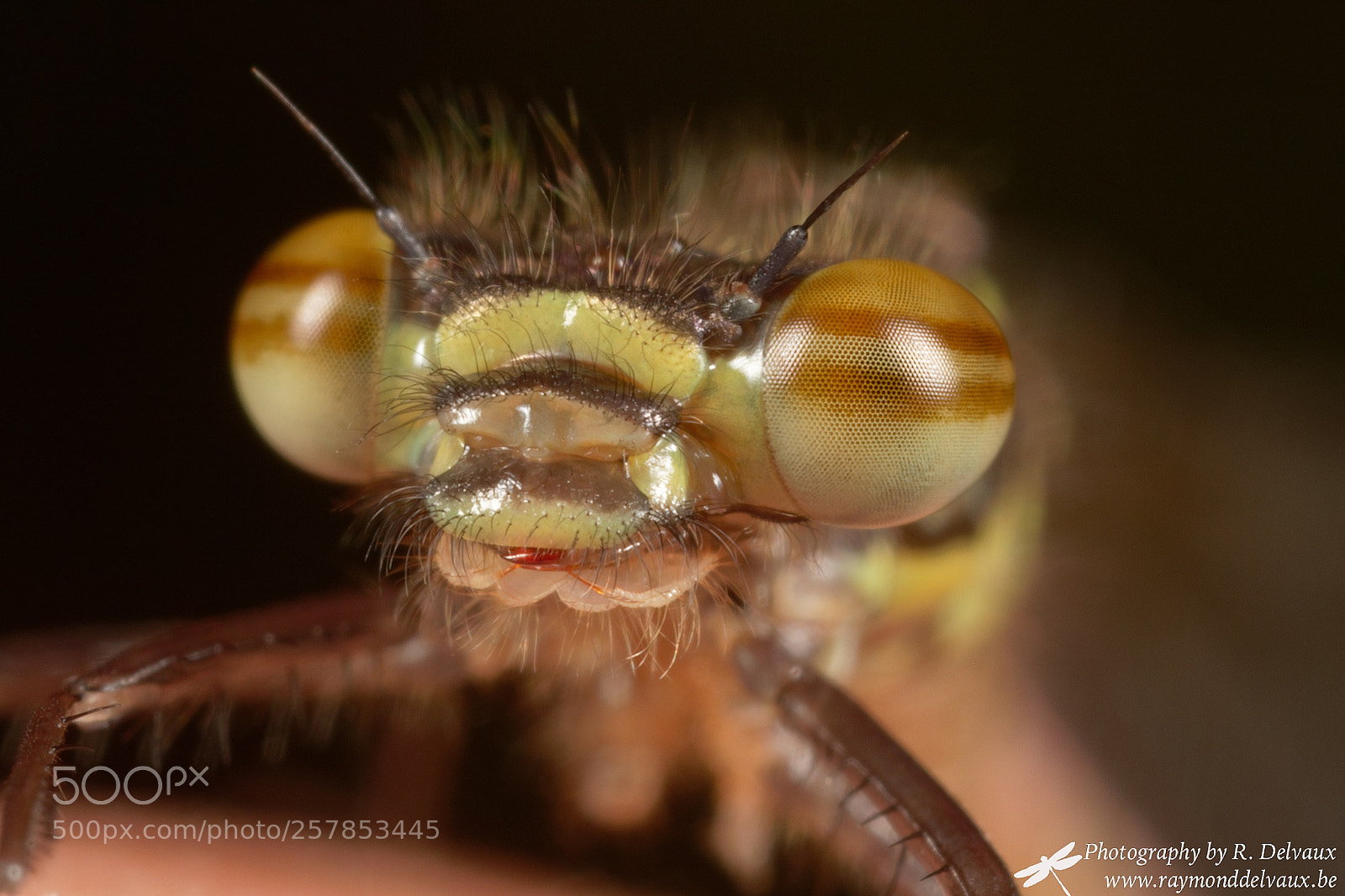 Canon EOS 7D Mark II sample photo. Pyrrhosoma nymphula photography