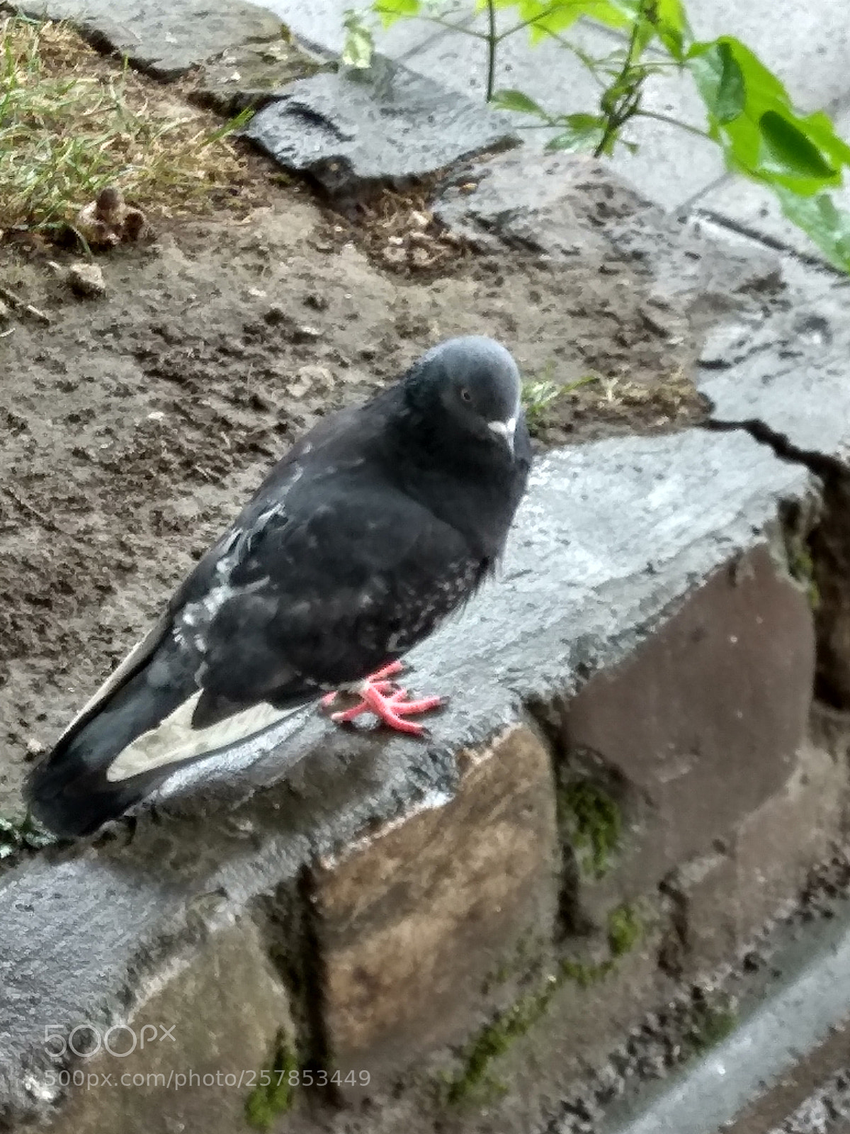 Xiaomi Redmi Note 4 sample photo. Bird photography