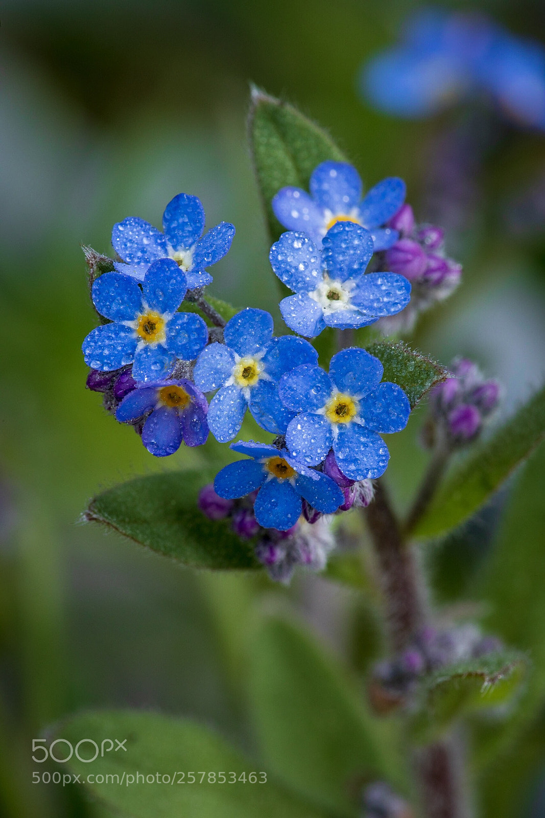 Canon EOS 5D Mark IV sample photo. Forget me not photography