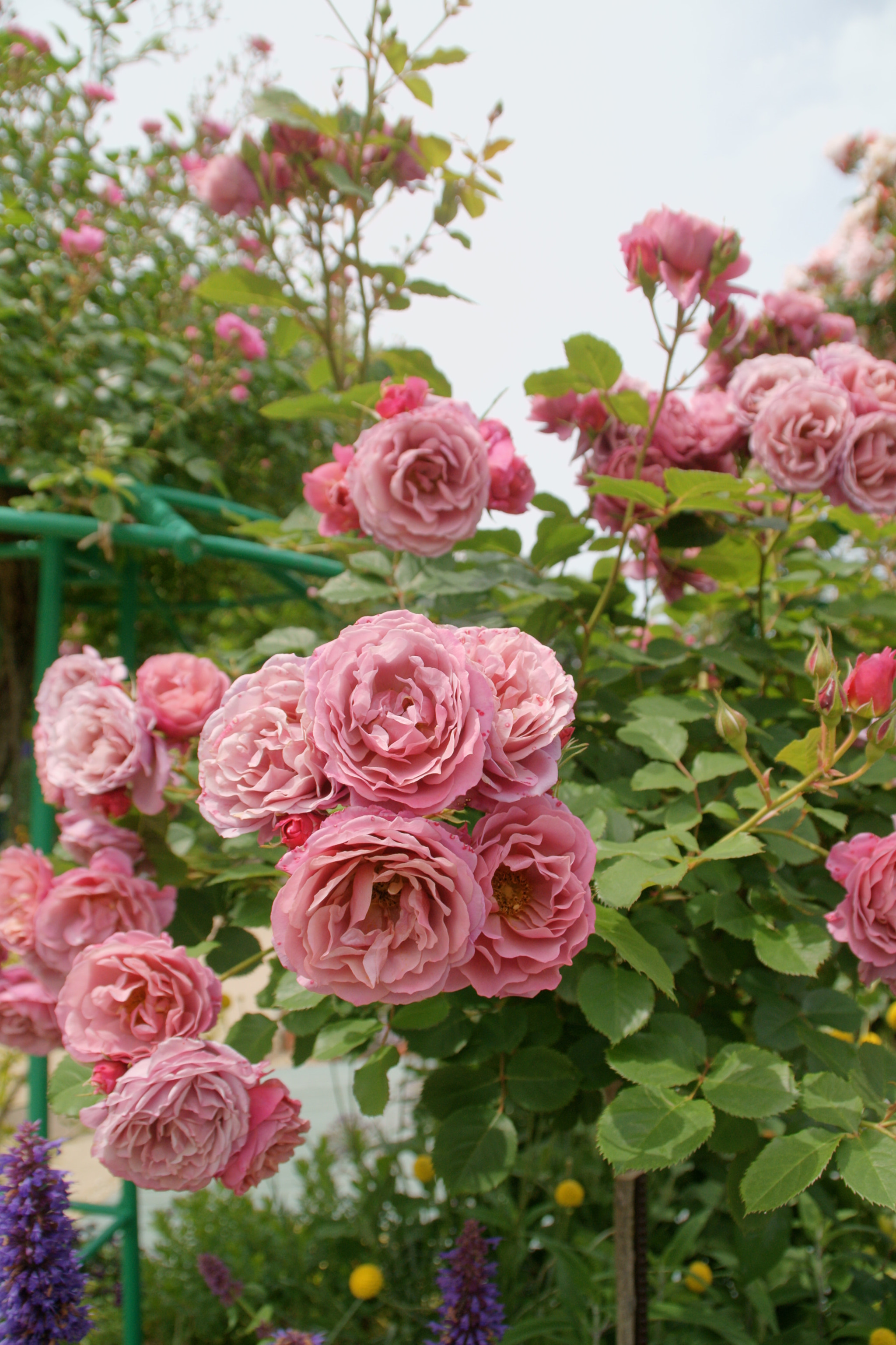 Sony Alpha DSLR-A700 + Sony DT 18-200mm F3.5-6.3 sample photo. 初夏の公園 photography