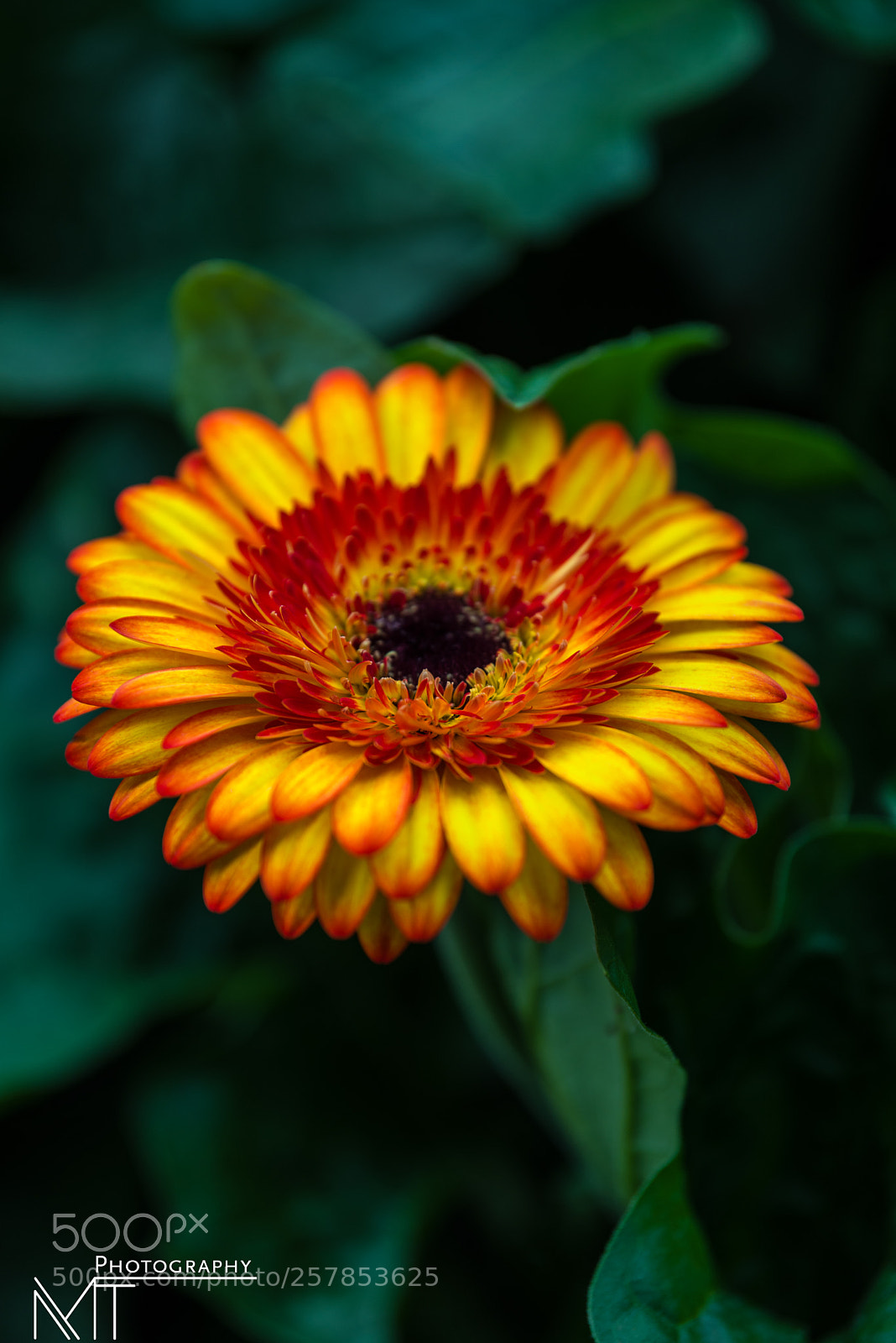 Nikon D750 sample photo. It's all about mood photography